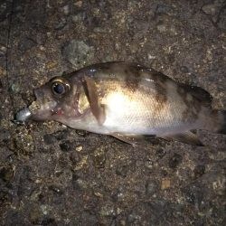 爆風ライトゲーム