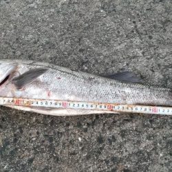 スズキゲット！！