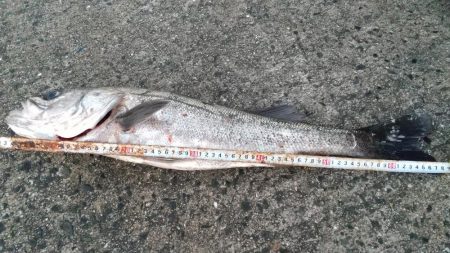 スズキゲット！！