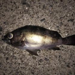 サビキでメバル釣り