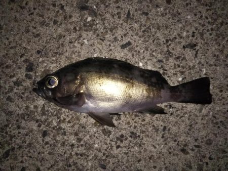 サビキでメバル釣り