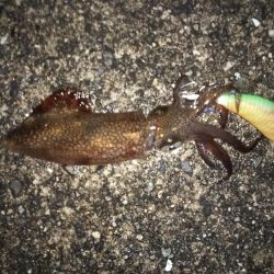 寒波の合間を縫って