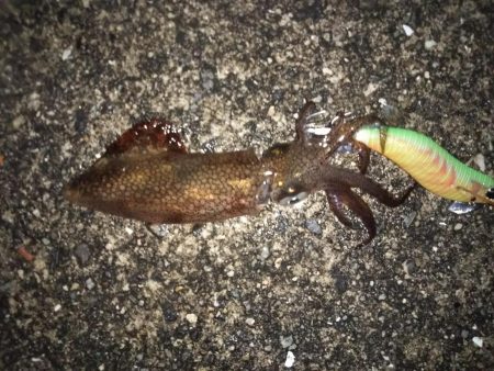 寒波の合間を縫って