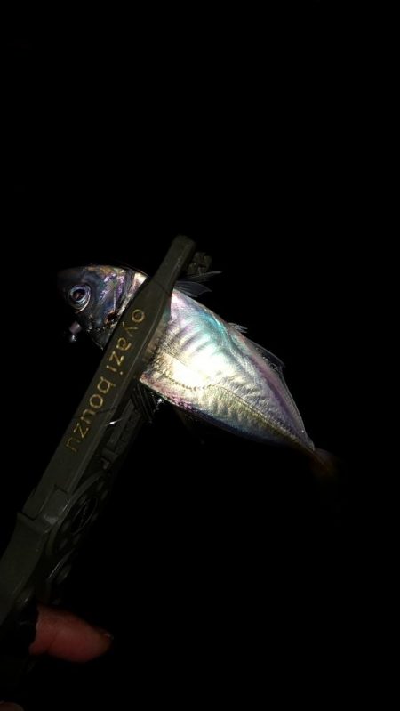 アジ釣り ガシラ釣り