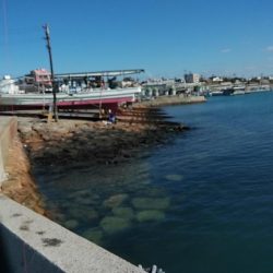 江井ヶ島で良型キスが釣れました