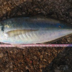 この冬初の尺超え