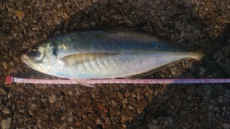 この冬初の尺超え