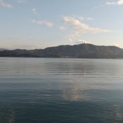 サゴシはねはね