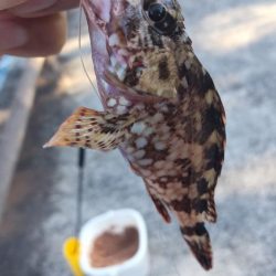 ようやく！！！グレ釣れる