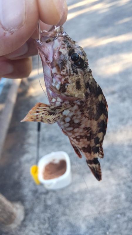 ようやく！！！グレ釣れる