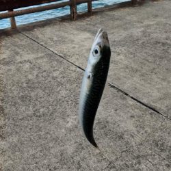 ちび五目釣り達成‼️