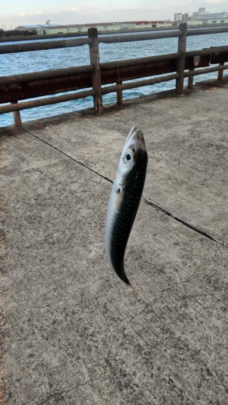 ちび五目釣り達成‼️