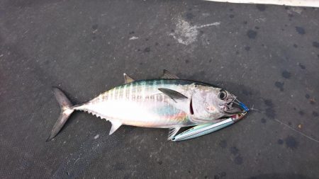 ジギング船内竿頭ゲット