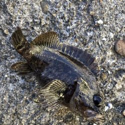 ポイントパニックメバリング