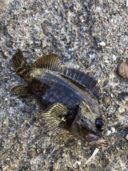 ポイントパニックメバリング