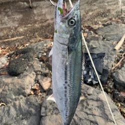 祭りこあと>* ))))><