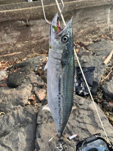 祭りこあと>* ))))><