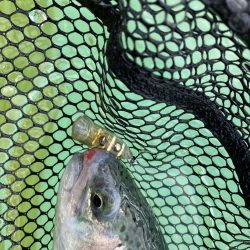 エリアトラウト