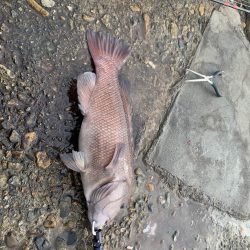 タンコブゲーム