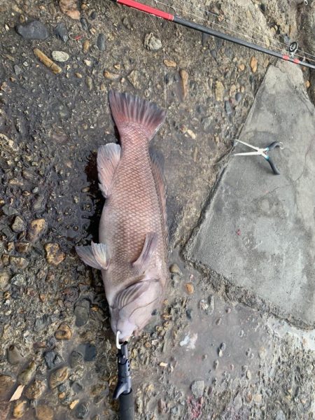 タンコブゲーム