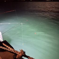 私のヒイカは何処に?