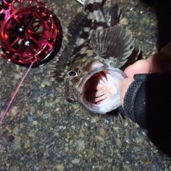 2021/11/30 南港ヘチ釣り（根魚狙い）