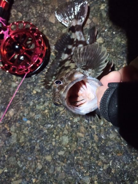 2021/11/30 南港ヘチ釣り（根魚狙い）