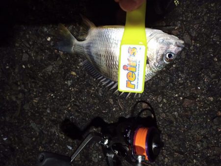 2021/12/1 南港アジング釣行～暴風