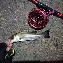 2021/12/3 南港ヘチ釣り