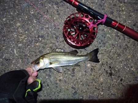 2021/12/3 南港ヘチ釣り