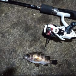 2021/12/4 南港アジング釣行~中アジ、小アジ、サバ好釣果