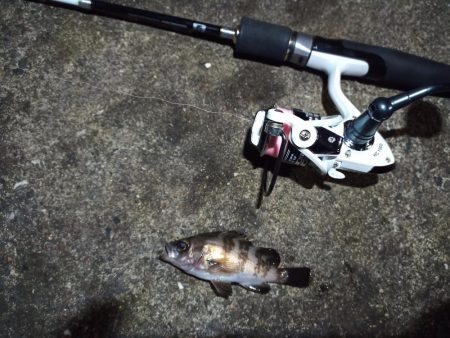 2021/12/4 南港アジング釣行~中アジ、小アジ、サバ好釣果