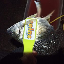 2021/12/6 南港アジング釣行～降雨前アジング