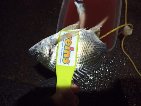 2021/12/6 南港アジング釣行～降雨前アジング