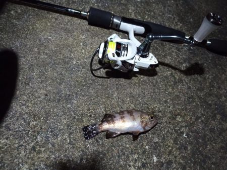 2021/12/8 南港アジング釣行