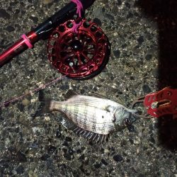 2021/12/10 南港ヘチ釣り~根魚狙い