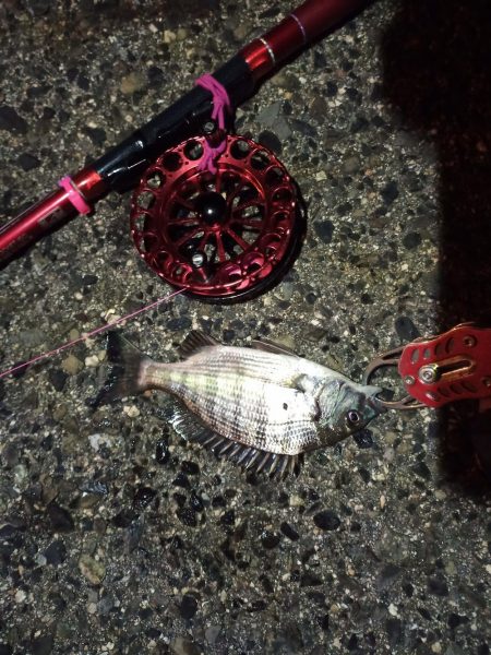 2021/12/10 南港ヘチ釣り~根魚狙い