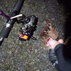 2021/12/11 南港アジング釣行