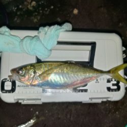 (尺アジ)フロートゲーム