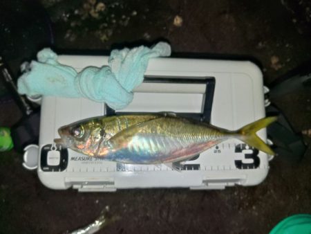 (尺アジ)フロートゲーム