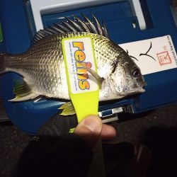 2021/12/15 南港アジング釣行