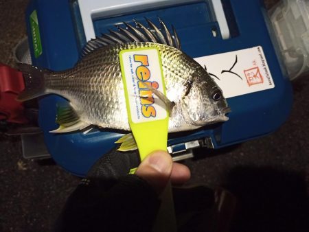 2021/12/15 南港アジング釣行