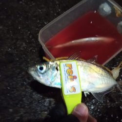 2021/12/18 南港アジング釣行~暴風アジング