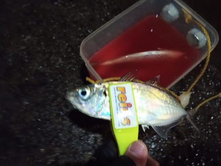 2021/12/18 南港アジング釣行~暴風アジング