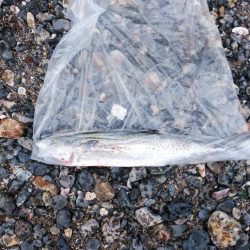 白杉サゴシ続報