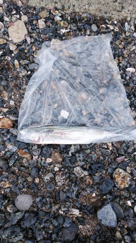 白杉サゴシ続報