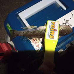 2021/12/19 南港ライトゲーム釣行～風裏での釣り