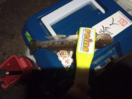 2021/12/19 南港ライトゲーム釣行～風裏での釣り