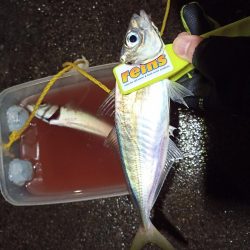 2021/12/20 南港アジング釣行~風の中のアジング