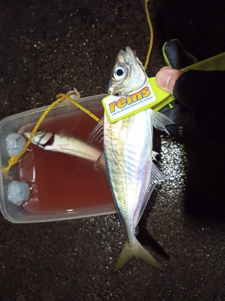 2021/12/20 南港アジング釣行～風…